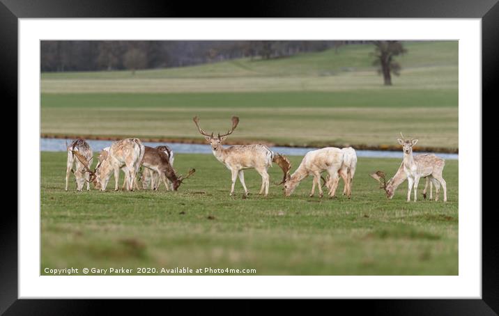 Stag Manchurian Sika Deer, In Woburn Park  Framed Mounted Print by Gary Parker