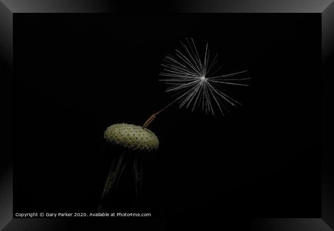 Dandelion head with a single seed, isolated against a black background	 Framed Print by Gary Parker