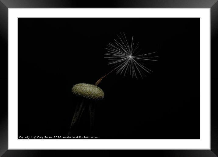 Dandelion head with a single seed, isolated against a black background	 Framed Mounted Print by Gary Parker