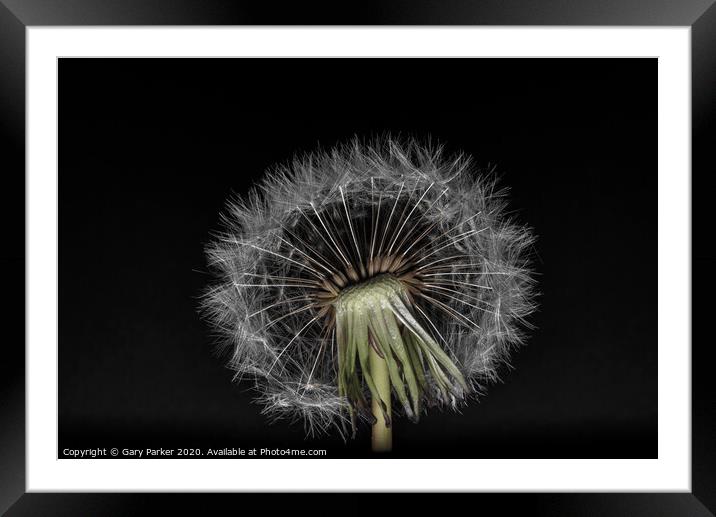 Dandelion head with multiple seeds, isolated against a black background	 Framed Mounted Print by Gary Parker