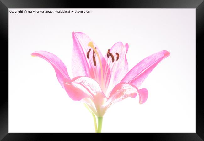 A single, pink Lilly, in blossom Framed Print by Gary Parker
