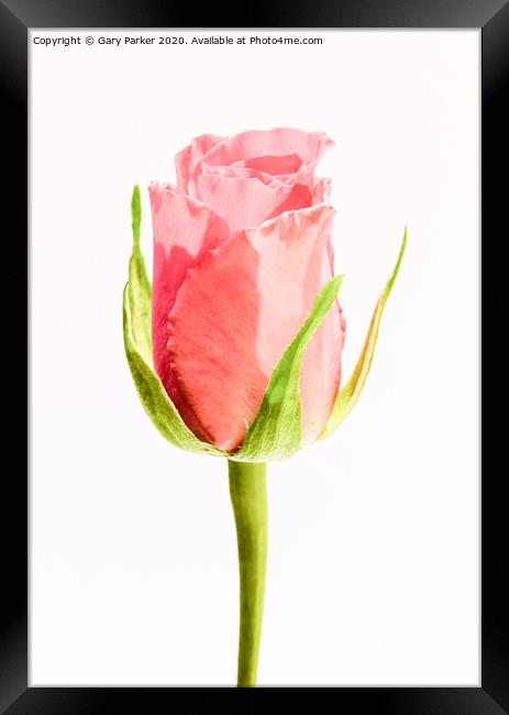 A single, pink Rose Framed Print by Gary Parker