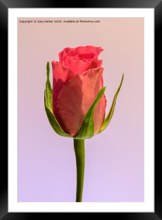 A single, pink Rose  Framed Mounted Print by Gary Parker