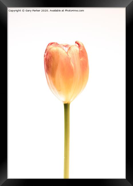A single, pink Tulip Framed Print by Gary Parker