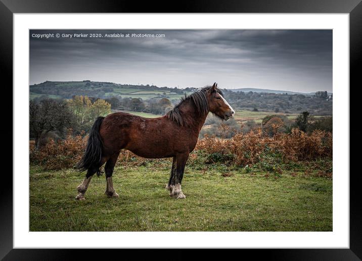 A beautiful brown horse, standing majestically in the landscape	 Framed Mounted Print by Gary Parker