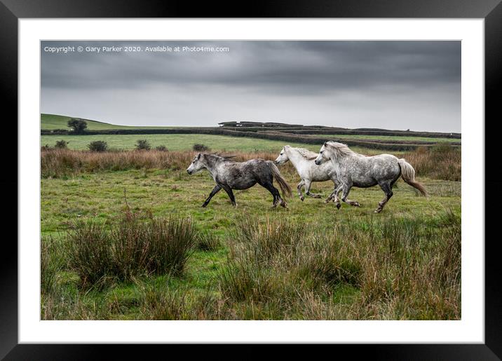 Three wild horses, galloping through the countryside, on an autumn day	 Framed Mounted Print by Gary Parker