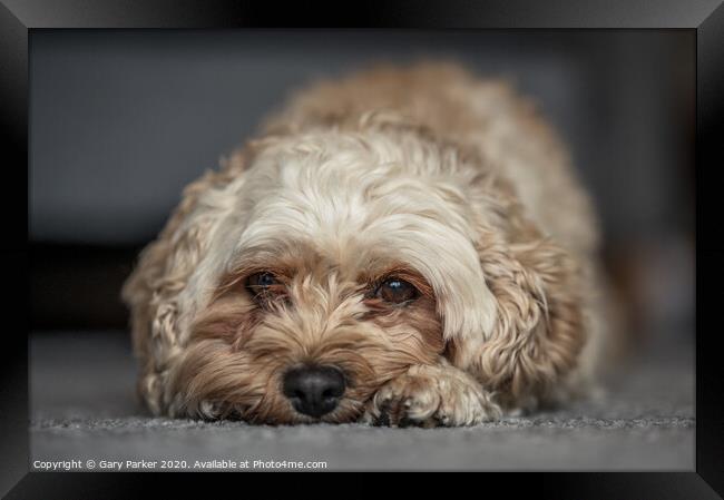 Cute Cavapoochon lying on the floor, looking directly towards the camera Framed Print by Gary Parker