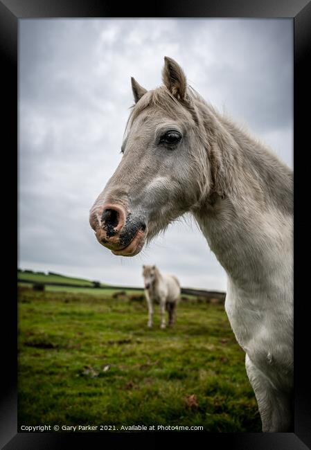 A single white, wild horse in the rural landscape of Wales. The autumn day is cloudy	 Framed Print by Gary Parker