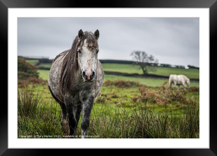 A wild horse, grey colour, looking at the camera, on a cloudy autumn day in Wales	 Framed Mounted Print by Gary Parker