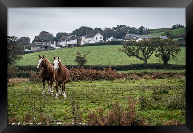 Two wild horses, in the Welsh landscape. It is autumn and the sky is cloudy	 Framed Print by Gary Parker