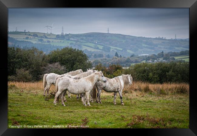 A herd of wild horses, in the Welsh landscape. Framed Print by Gary Parker