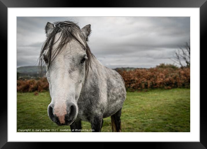 A single white, wild horse in the rural landscape of Wales. The autumn day is cloudy	 Framed Mounted Print by Gary Parker