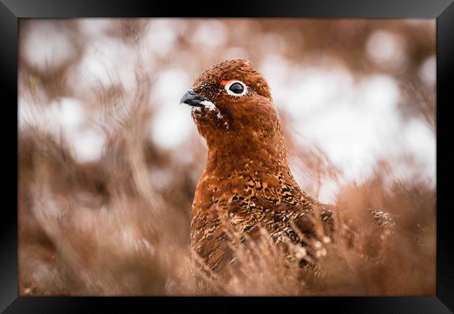 Red Grouse Framed Print by Mark S Rosser