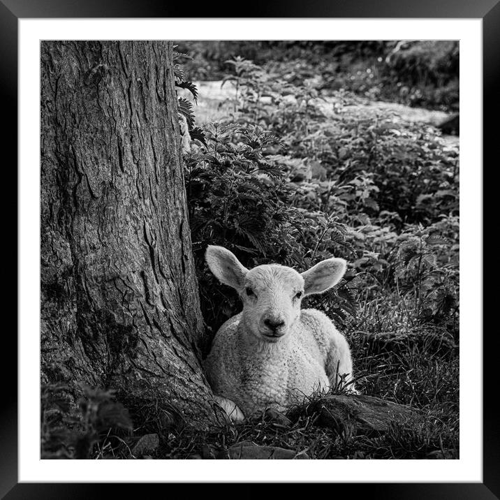 Hadrians Lamb Framed Mounted Print by Mark S Rosser