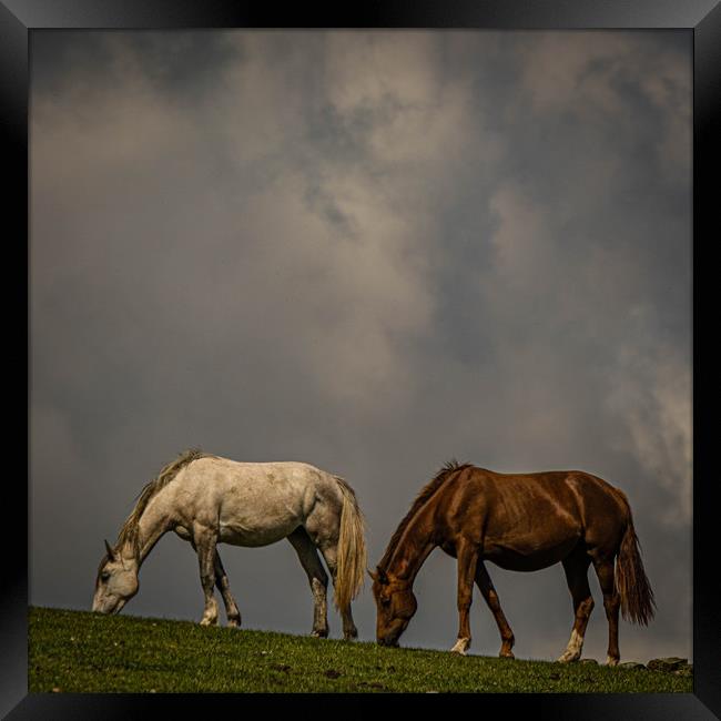 Wild Horses Framed Print by Mark S Rosser