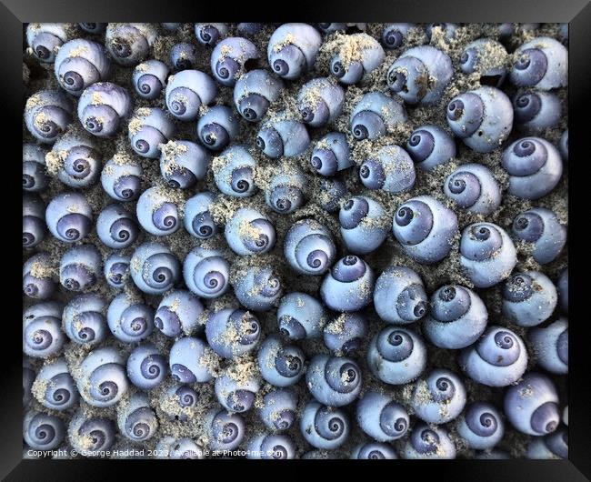 Blue Sea Shells Framed Print by George Haddad