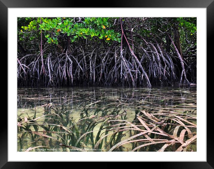 Mangrove Seas Framed Mounted Print by George Haddad