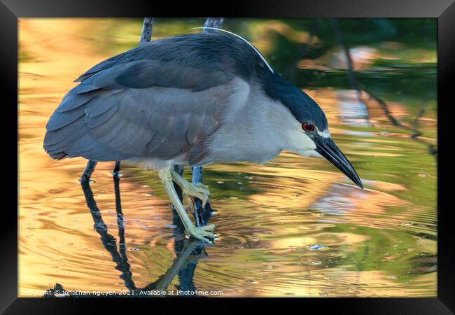 Hunting Heron Framed Print by jonathan nguyen