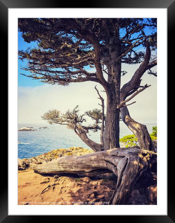 cypress tree Framed Mounted Print by jonathan nguyen