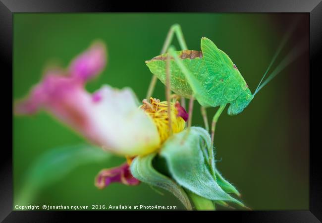 Bush-Cricket  Framed Print by jonathan nguyen