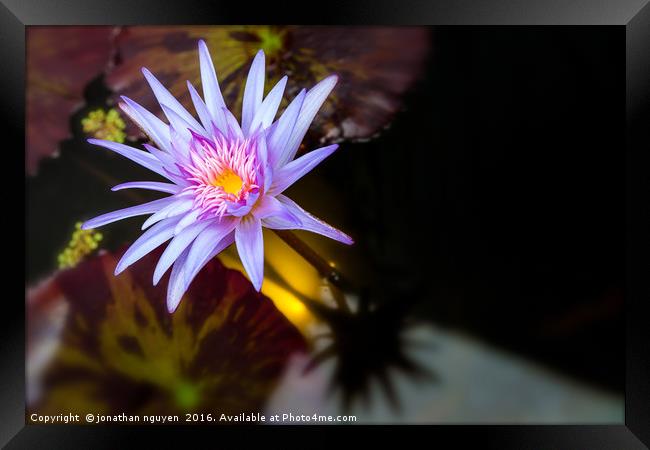 Waterlily  Framed Print by jonathan nguyen