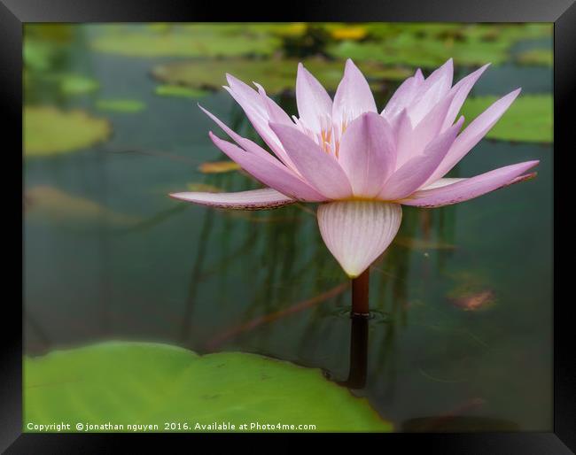 Waterlily 2 Framed Print by jonathan nguyen