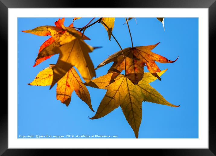 Autumn Leaves  Framed Mounted Print by jonathan nguyen