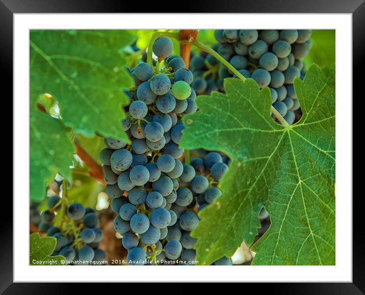 Grapes 1 Framed Mounted Print by jonathan nguyen