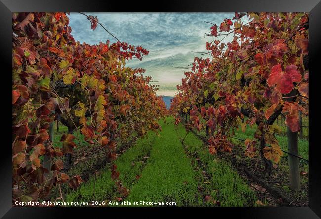 Red Vines 2 Framed Print by jonathan nguyen
