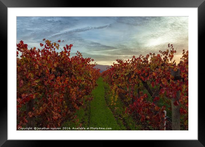 Red Vine 3 Framed Mounted Print by jonathan nguyen