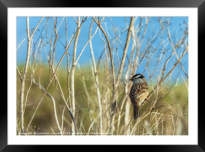 White Crowned Sparrow (Zonotrichia leucophrys) Framed Mounted Print by jonathan nguyen