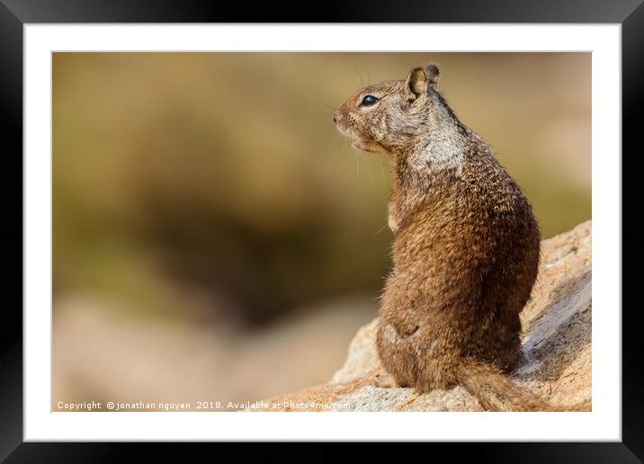 Ground Squirrel Framed Mounted Print by jonathan nguyen