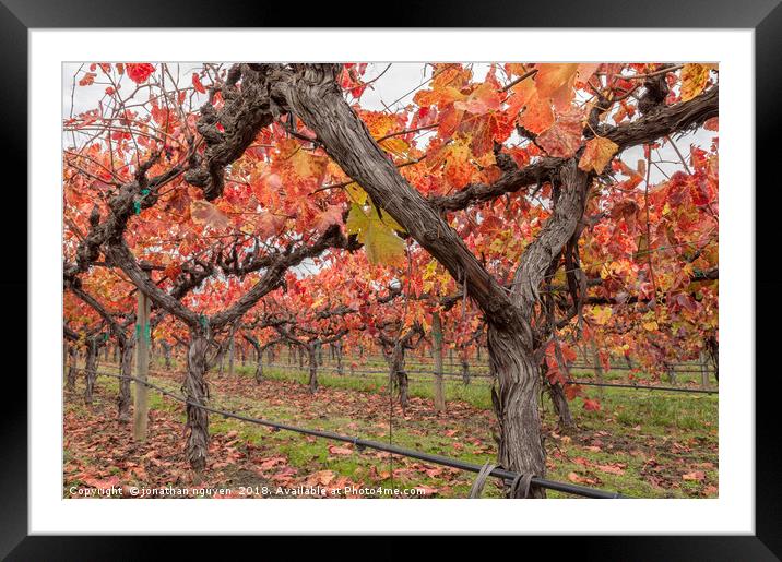 Vines in Autumn Framed Mounted Print by jonathan nguyen