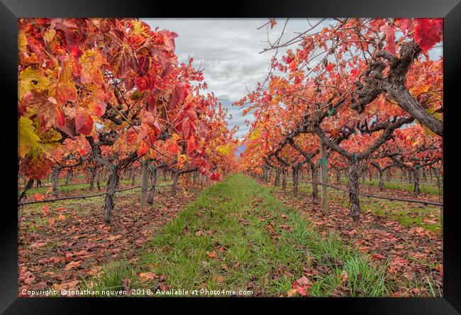 Autumnal Grapevines Framed Print by jonathan nguyen