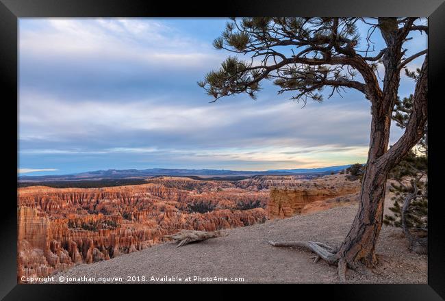 Bryce Point Pine Framed Print by jonathan nguyen