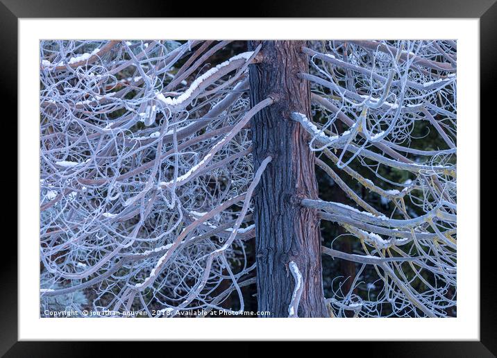 Frosted Pine Framed Mounted Print by jonathan nguyen