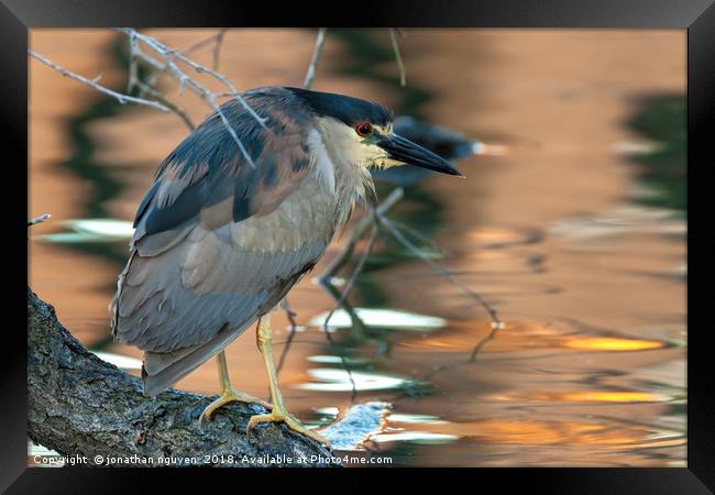Portrait of a black-crowned night heron Framed Print by jonathan nguyen