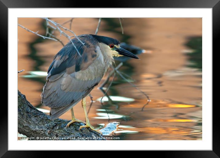 Portrait of a black-crowned night heron Framed Mounted Print by jonathan nguyen