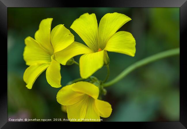 Bermuda Buttercup Framed Print by jonathan nguyen