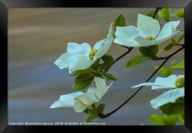 dogwoods  Framed Print by jonathan nguyen