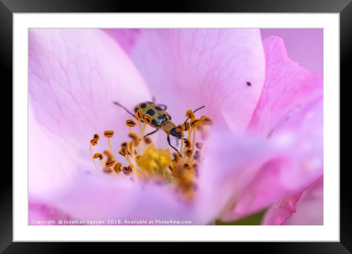 beetle in rose Framed Mounted Print by jonathan nguyen