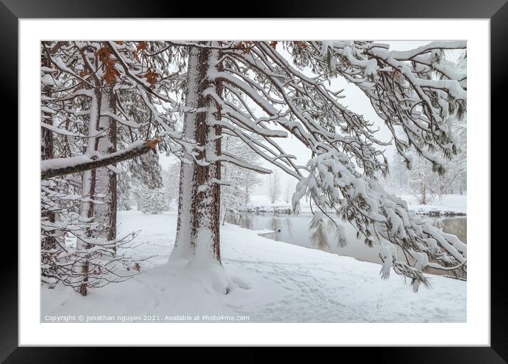 pine tree with snow  Framed Mounted Print by jonathan nguyen