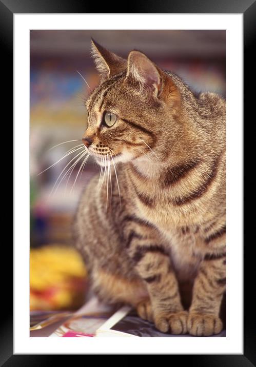 Tabby cat looking right Framed Mounted Print by Alfredo Bustos