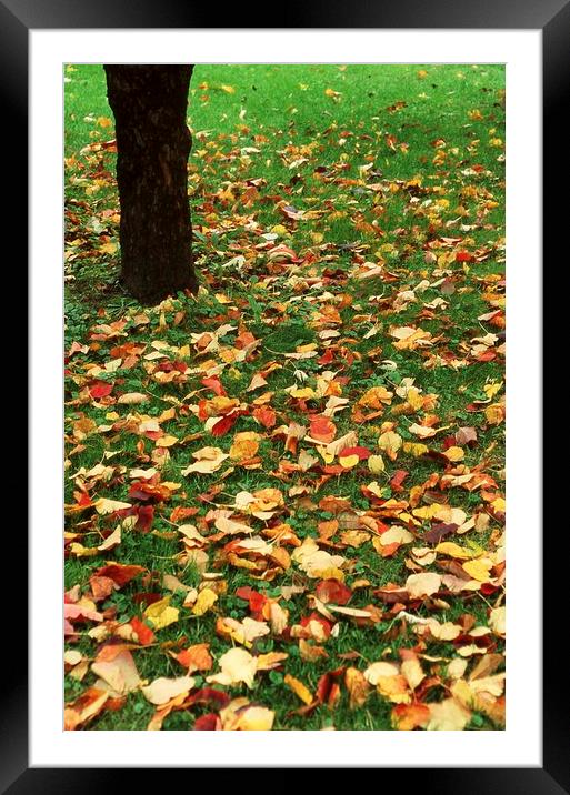 Fallen leaves on green grass Framed Mounted Print by Alfredo Bustos