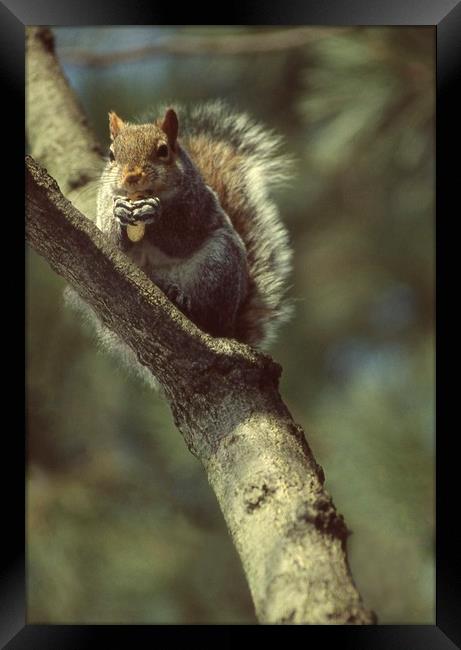 Squirrel on a branch, High Park, Toronto, Ca Framed Print by Alfredo Bustos