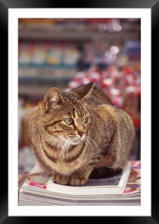 Tabby cat looking left Framed Mounted Print by Alfredo Bustos