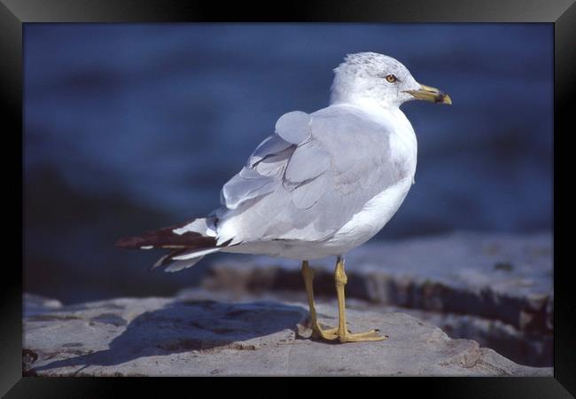 Seagull looking right Framed Print by Alfredo Bustos