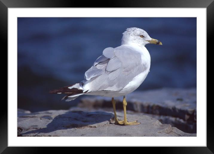 Seagull looking right Framed Mounted Print by Alfredo Bustos
