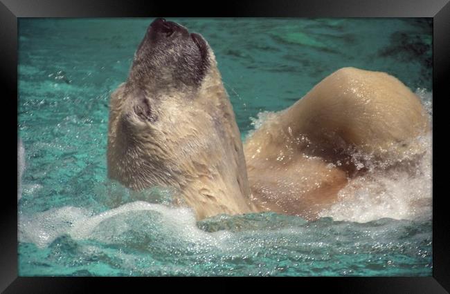 Polar bear, Backstroke, Metro Toronto Zoo Framed Print by Alfredo Bustos