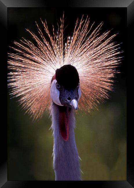 Grey crowned crane at African Lion Safari, Canada Framed Print by Alfredo Bustos